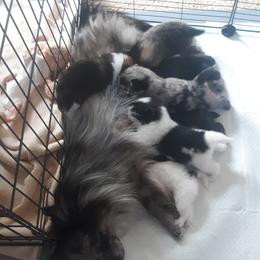 Pomeranian Puppies from Tonia's Pomeranians