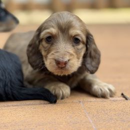 Female 2 - Chocolate female Dachshund puppy in Rio, Wisconsin from 3k Corgis and Miniature Dachshunds