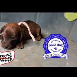 Comet - Wild boar female Dachshund puppy in Livingston, Kentucky from Illyria Dox & GSD