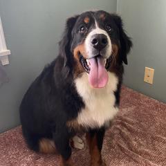 Sofia - Bernese Mountain Dog