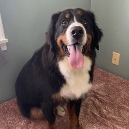Sofia - Bernese Mountain Dog