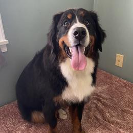Sofia - Bernese Mountain Dog