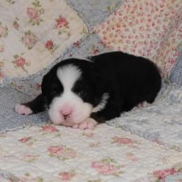 Ebony - Black tri female Toy Australian Shepherd puppy in Okeana, Ohio from Fetching Toy Aussies