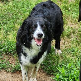 Freya - English Shepherd