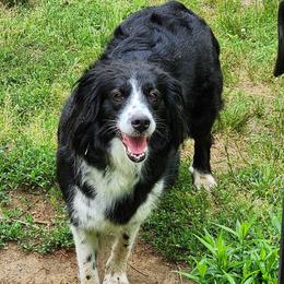 Freya - English Shepherd