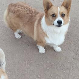Daisy - White and red female Pembroke Welsh Corgi puppy in Hesperia, California from Amatskennel - Stubby Tails Ranch