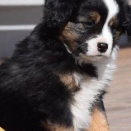 Miniature Australian Shepherds and Toy Australian Shepherds from Spirited Dreams Mini and Toy Aussies