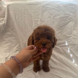 Apple(AKC) - Red  male Poodle puppy in Moreno Valley, California from Yanni's Poodle