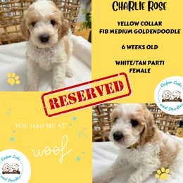 Charlie Rose - Parti Goldendoodle puppy in Raceland, Louisiana from Cajun Doodles