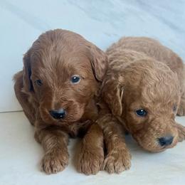 To be determined - Red  female Goldendoodle puppy in South Jordan, Utah from Wasatch Pup