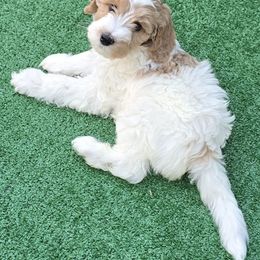 Jagger - Parti male Goldendoodle puppy in Seymour, Tennessee from Lollie's Doodles