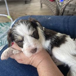 Charles - Parti male Miniature Schnauzer puppy in Brundidge, Alabama from Deez Pups Magnificent Schnauzers