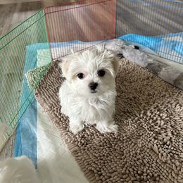 Boy 2 - White male Maltese puppy in Ocala, Florida from Hummingbird Fields