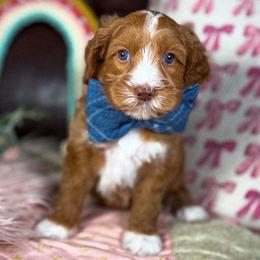 Cobalt - Red male Australian Labradoodle puppy in Decatur, Alabama from Southern Meadows Doodles