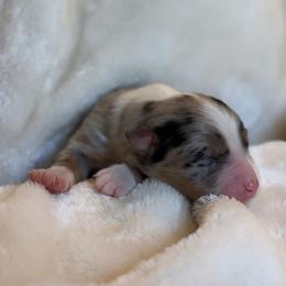 Echo AKC - Blue merle male Australian Shepherd puppy in Polk City, Florida from Skaky Shepherds