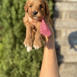 Goldendoodle Puppies from At The Cross Kennel