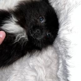 Pomeranian Puppies from Pomeranian