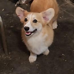 Atticus - Red male Pembroke Welsh Corgi puppy in Dunbar, Nebraska from Vintage Corgis