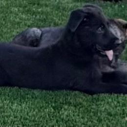 Pup1 - Sable female German Shepherd puppy in Surprise, Arizona from Vom Wustefeuer German Shepherds