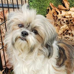 Queen - Shih Tzu