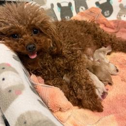 Maltipoo puppies from Exotic City Pomeranians and chihuahuas