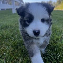 Icelandic Sheepdog Puppies from Tobiasson icie