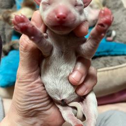 Girl 3 - Cream female Chihuahua puppy in Matensdale, Iowa from Tammy's Chihuahuas