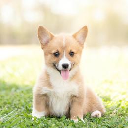 Maroon Collar - Waffles - Sable female Pembroke Welsh Corgi puppy in Waverly Hall, Georgia from 6g Ranch Corgis