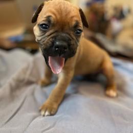 Pick 9 of two litters - Fawn female Boxer puppy in Madras, Oregon from BnT Boxers