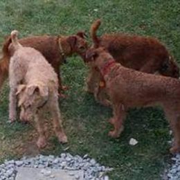 Irish Terriers from Kelly's Irish Terriers
