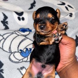 Spanky 1500 - Black and tan male Yorkshire Terrier puppy in Gastonia, North Carolina from Banks Dynasty Kennel