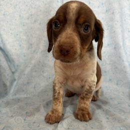 Boy 2 - Red and white male Beagle puppy in Galax, Virginia from Dells  Dachshund’s