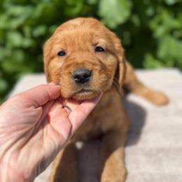 Purple - Dark golden female Golden Retriever puppy in Utah from Deseret Peak Goldens