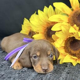 Churro 2800 - Chocolate and tan female Dachshund puppy in Hendersonville, North Carolina from Snarky Doxy Miniature Dachshunds