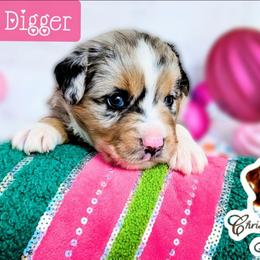 Digger - Blue merle male Miniature Australian Shepherd puppy in Punta Gorda, Florida from Christie's Creekside Aussies