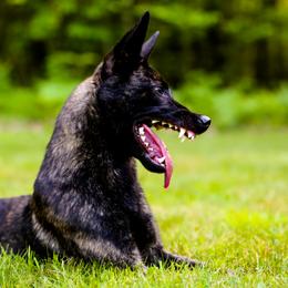 Dutch Shepherds from Sanguine Shepherds