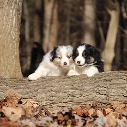 Australian Shepherd Puppies from RxAussies