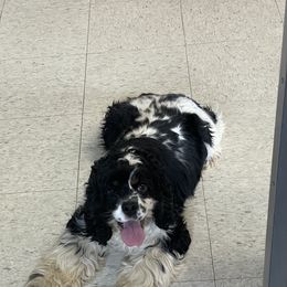Gabby - Cocker Spaniel