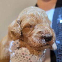 Captain EO - Red male Labradoodle puppy in Lansing, North Carolina from Murphy Manor Mountain Doodles