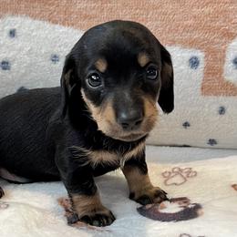 Dachshund, Pembroke Welsh Corgi, and Toy Australian Shepherd Puppies from Journey’s End CAD Farm