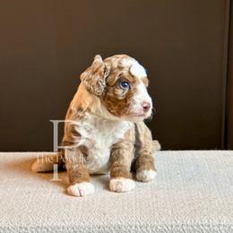 Basalt - Chocolate merle male Bernedoodle puppy in Tulsa, Oklahoma from The Poodle Co. Raising Doodles & Poodles