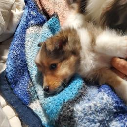 Toy Shetland Sheepdog Puppies from LaLa's Lilliputian Lassies