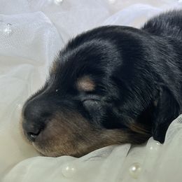 Merlin - Black and tan male Dachshund puppy in Oregon from SoCo Dachshunds