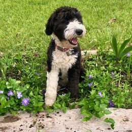 Willa - Bordoodle