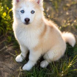 Willow - Merle female Pomsky puppy in Coos Bay, Oregon from Ocean View Pomskies