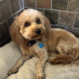 Honey - Goldendoodle