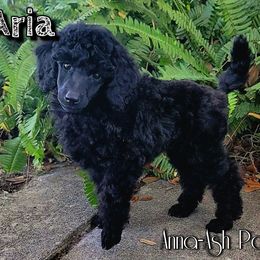Poodle Puppies from Anna-Ash Poodles