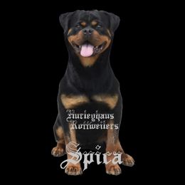 Spica - Rottweiler