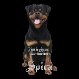 Spica - Rottweiler