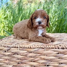 Boy 1 - Red male Cockapoo puppy in Beresford, South Dakota from DAKOTA DOOD RANCH